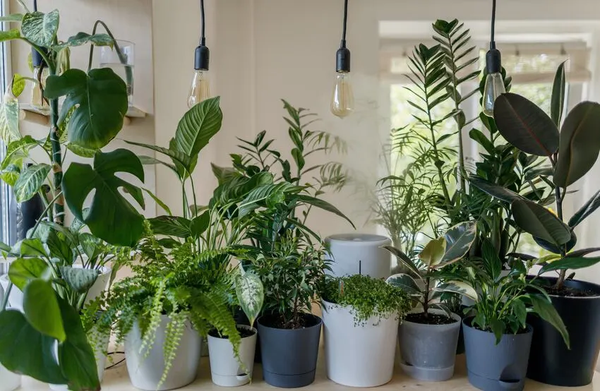 Regar as plantas com água da torneira Regar as plantas com água da torneira