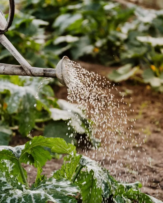 In Haus und Garten Regenwasser nutzen