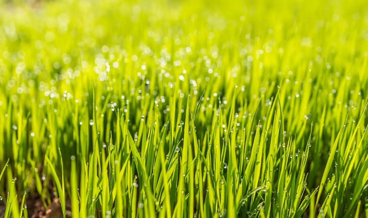 Neuen Rasen bewässern und pflegen Neuen Rasen bewässern und pflegen