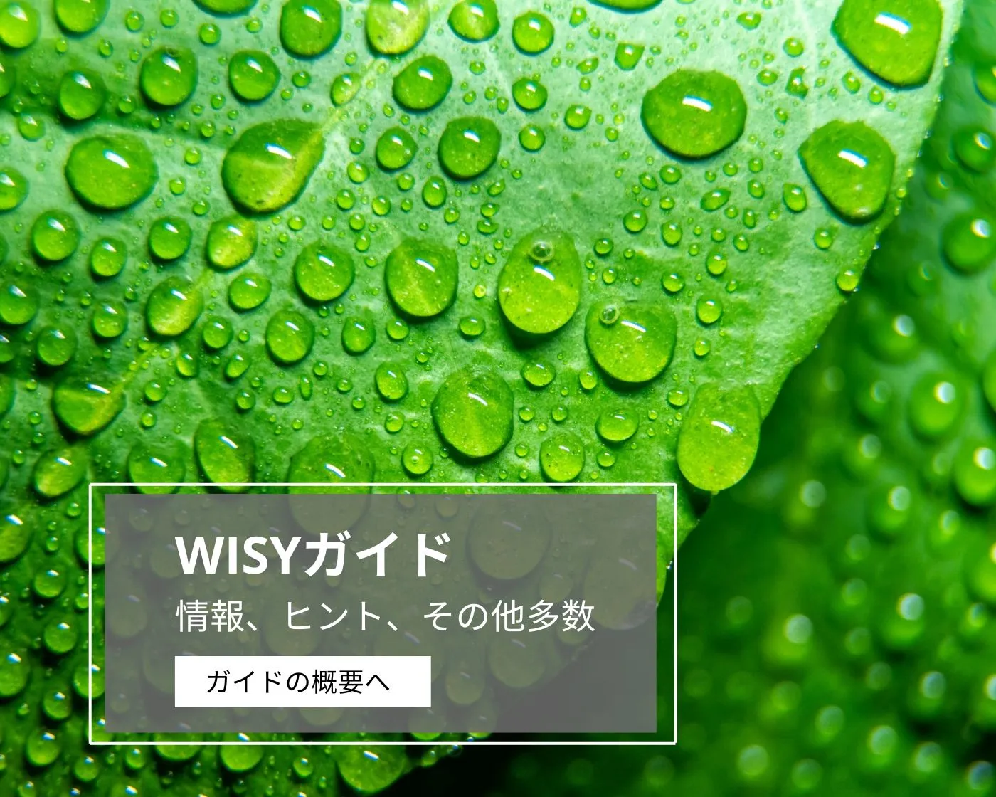 WISY Ratgeber WISY Ratgeber