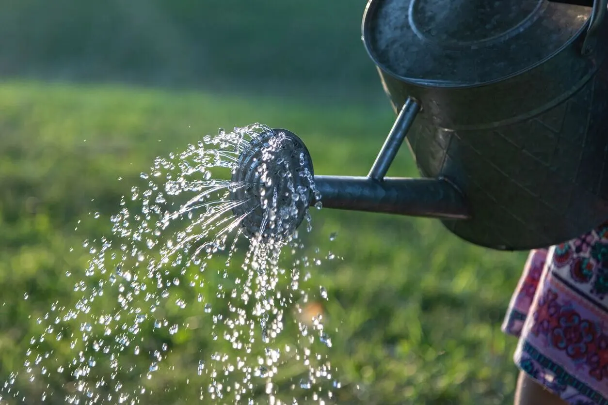 Qué agua para las plantas Qué agua para las plantas