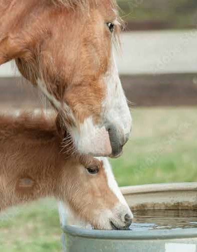 Rainwater for horses and livestock
