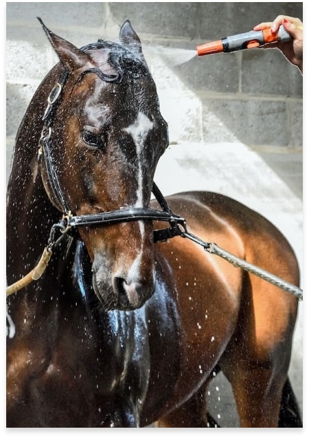 Pferde abduschen mit Regenwasser